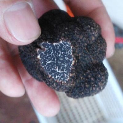 China Fresh Premium Fresh Wild Black Truffle Mushroom Whole 3-5CM for sale