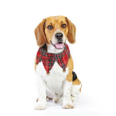 China New Pet Dog Collar Lace Viable Christmas Plaid Cloche Accessories Party Scarf for sale