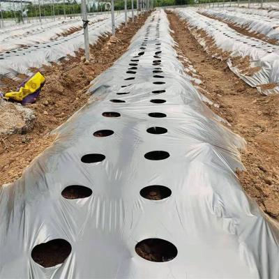 China Factory Price Black PE Mulch Moisture Proof Film With UV Hole For 1 Year for sale