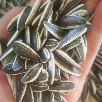 China Dried Factory Directly Supply Inner Mongolia 601 Black Sunflower Seeds CHINESE SEEDS for sale