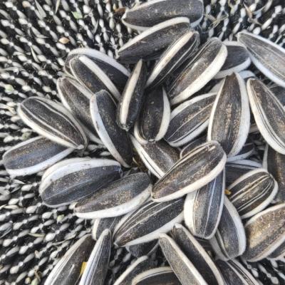 China NA factory directly supply sunflower seeds 361/363/601sunflower seeds 2022 ton price CHINESE SEEDS for sale