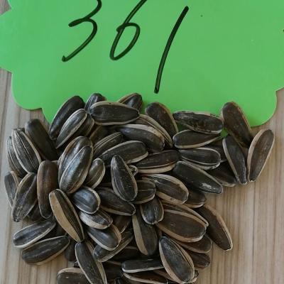 China Dry raw seeds sell 2022 Chinese black wholesale seeds of new crop 361sunflower sunflower seeds for sale sunflower seeds price for sale