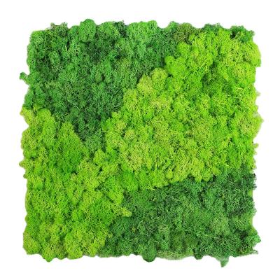 China Wholesale Stabilized Decorative Artificial Lichen Reindeer Greenery Preserved Moss Mat Eco-friendly for sale