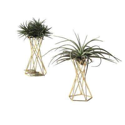 China Handmade Air Plant Rack Tillandsia Air Plant Display Rack Streptophylla Air Plant Stand for sale