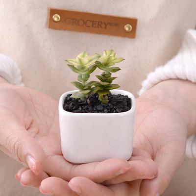 China Fleshy Mini Square Plant Simple Rounded Ceramic Flower Pot Eco - Friendly for sale