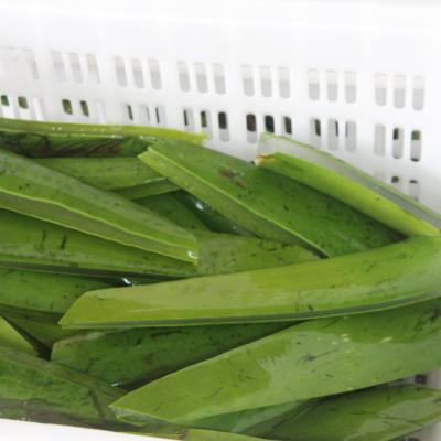 China Low Fat 100% Pure Nature Cut Aloe Vera Into Syrup for sale