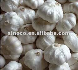 China Fresh black garlic seeds for sale