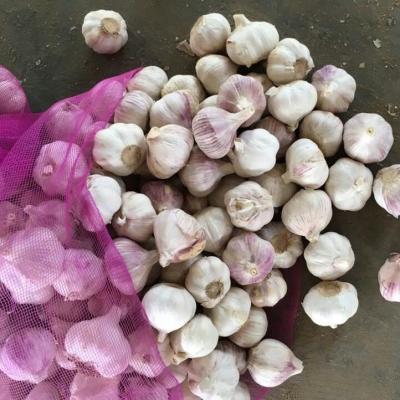 China Shandong Fresh Pure White Garlic for sale