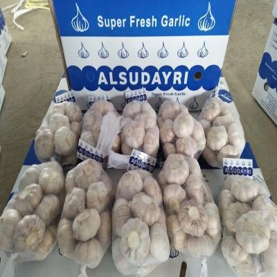 China fresh garlic processing/natural garlic wholesale fresh garlic/garlic price for sale