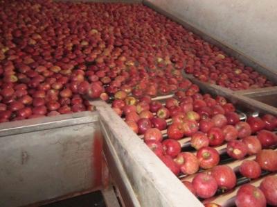 China Fresh Imported Red Delicious Apple for sale