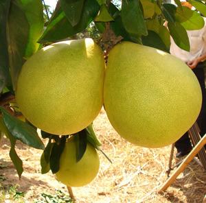 China Grapefruit fresh fruit for sale