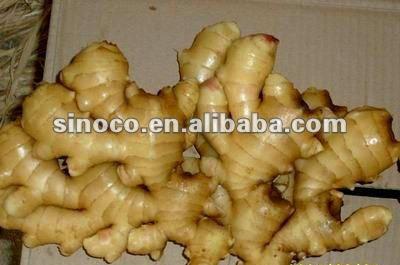 China Fresh varieties of ginger for sale