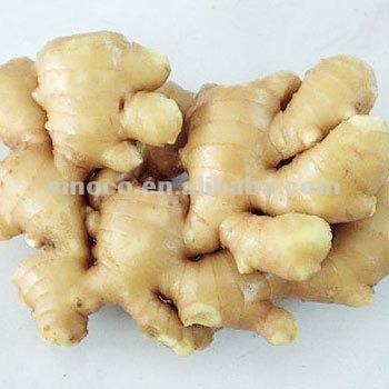 China fresh ginger price for sale