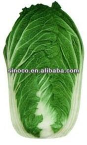 China Chinese cabbage fresh long fresh cabbage for sale