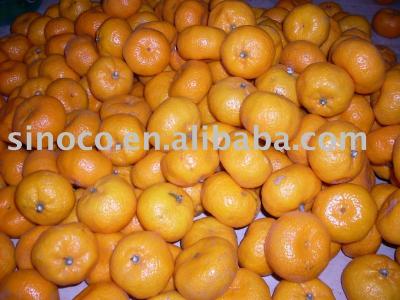 China China fresh citrus mandarin for sale