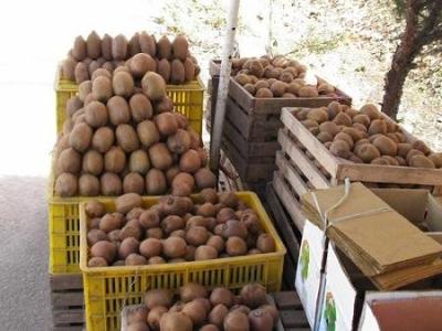 China Fresh super supplier for fruit kiwi fruit 2012 for sale