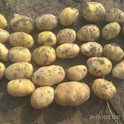 China Fresh potato fresh price per ton for sale