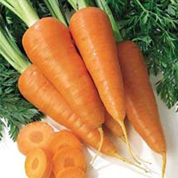 China Fresh price organic carrots for sale