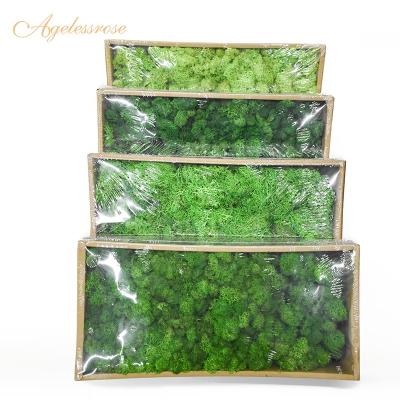 China Cool Plants Touch Judging Factory Sale Excellent Quality Preserved Bulk Moss For Valentines Gift Gift Craft And Home Decor for sale