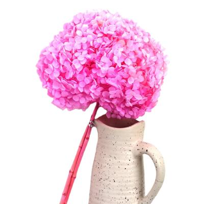 China Wholesale Multicolor Preserved Single Stem Natural Touch Big Flower Hydrangea For Sale And Gift for sale