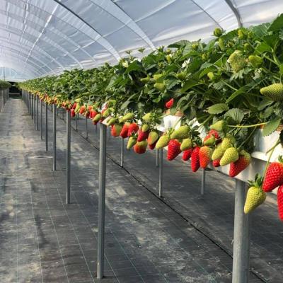 China Stable Structure Easily Assembled Multi-span Arch Plastic Sheet Greenhouse Tomato Greenhouse Strawberry Greenhouse for sale