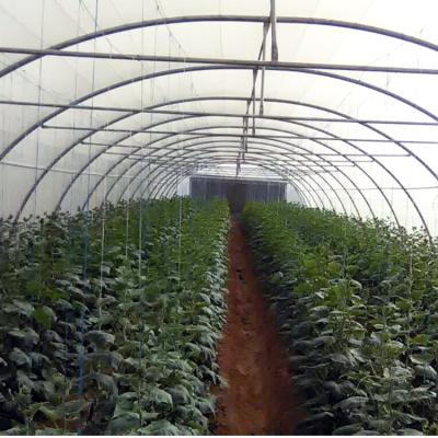 China Stable Structure Easily Assembled Professional Greenhouse GT China Plastic Single Sheet Greenhouse Agricultural Span Greenhouse Tunnel for sale