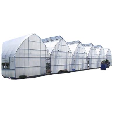 China Stable Structure Easily Assembled Sawtooth Greenhouse Tunnels High Greenhouse Cultivating With Cooling Pad for sale