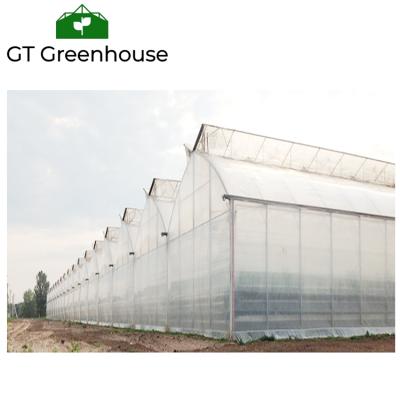 China Stable Structure Easily Assembled Tropical Sawtooth Greenhouse Popular In China Tropical Multi Span Greenhouse for sale