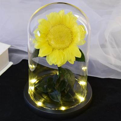 China 9-10CM Preserved Sunflower Zui Fangxin Design Flower New In Sunflower Preserved Glass Dome Glass For Home Decors for sale