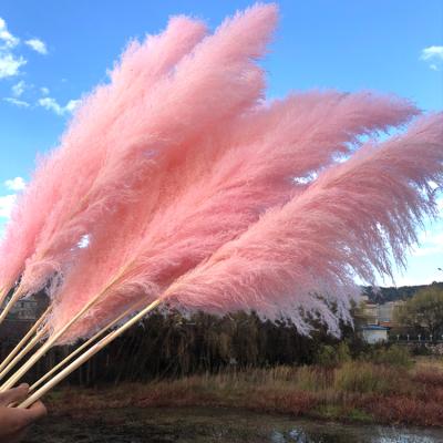 China Amazon Rose Pampasgras White Beige Feathery Stipe Decoration Hot Selling Natural Dry Pampas Grass Wedding/Pampas Grass Home Decoration for sale