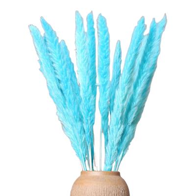 China Hot Selling Fashional Amazon Multi Color Flower Small Pampas Grass Natural Dry Pampas Grass Decor For Sale for sale