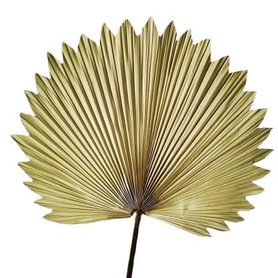 China Fashional Yunnan Wholesale Indoor Plants Popular Natural Dry Decorative Palm Leaves For Weeding Home Decoration for sale