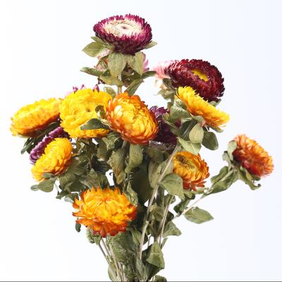 China Fashional Daisy Flower Preserved Straw Chrysanthemum Plant Dried Flower for Flower Arrangement for sale