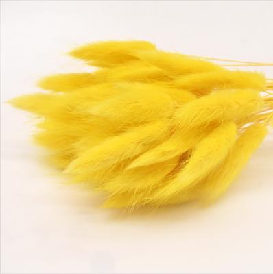 China Yunnan Lifelike Wholesale High Quality Long Stem Dry Flower Rabbit Tail Grass For Wedding Decorations for sale