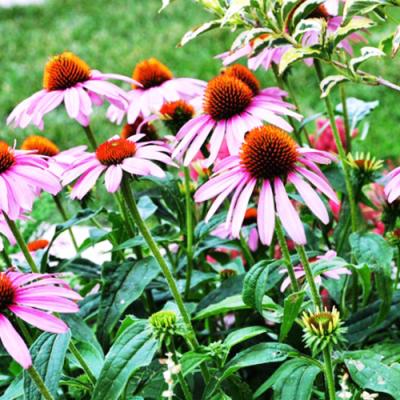 Китай Organic Ingredients Supplier Echinacea Purpurea Slice For Tea Dried Echinacea Root продается