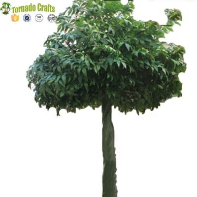 China 2017 environmental friendly beautiful fake evergreen money tree on sale, artificial money tree for indoor or outdoor decoration for sale