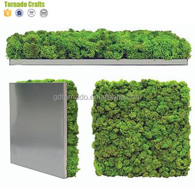 China Eco-Friendly Dining Room Mini Green Wall 19.69