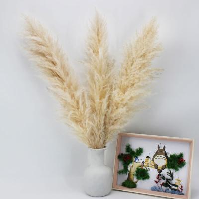 China Home Decor China Factory Wholesale OEM Newly Wedding Large Long Fluffy Wrapping Color Reed Pampas Grass Home Decor Dry Flower Pampas Grass Factory for sale