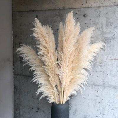 China Pampas Grass Large Farmer Flower China Decor Pampas Grass White Bouquet Ottawa Home yys Pampas Grass For Wedding for sale