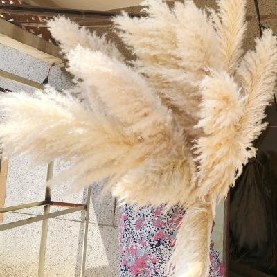 China Home Decor Maker Natural Dried Tall Brown White Pampas Grass Huge Huge Bundle for Boho Wedding and Home Decor for sale