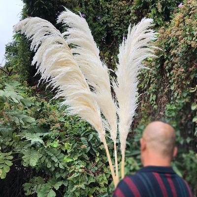 China 3HLINK Natural Touch White Beige Natural Coil Reed Preserved Bleach Fluffy Dry Large Everlasting Pampas Grass Flower For Wedding Home Decoration for sale