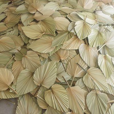 China 3hlink Touch 3hlink Natural Colored Palm Leaves Fan Natural Dry Sun Shovel Preserved Palm Leaves For Wedding Flower Decoration for sale