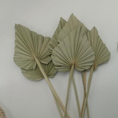 China 2022 2022 Natural Contact 3hlink Flower Dried Palm Leaf Fan Hot Sale Wholesale Palm Leaves Dry Palm Leaves Tropical White Leave Small for sale