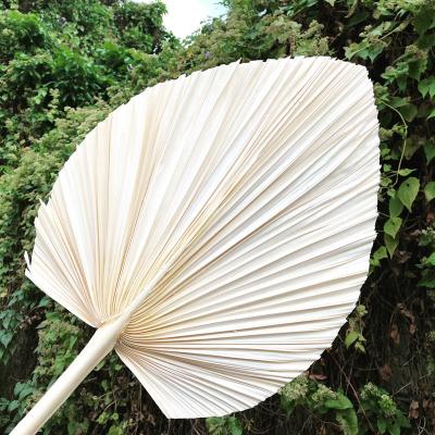 China 2022 3hlink Touch Natural Dried Real Dried Flower Palm Leaves White Dry Palm Bleach Dyed Newly Preserved White Palm Leave for sale