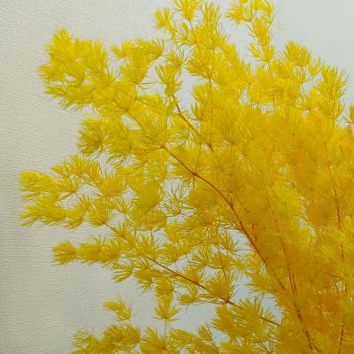 China 3hlink Natural Touch Preserved Flower Natural Asparagus Fern Plants Myrioeladus Penglai Ming Pine for Flower Arrangements Decor Home for sale