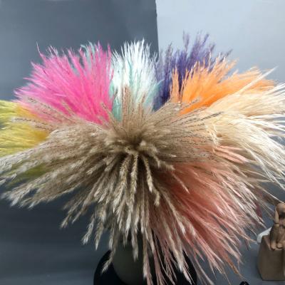 China Natural Touch Dry Natural Beige Pampas Grass Hair Flower Beater Soft Flower Brush Dust Small For Wedding Layout Home Decoration for sale