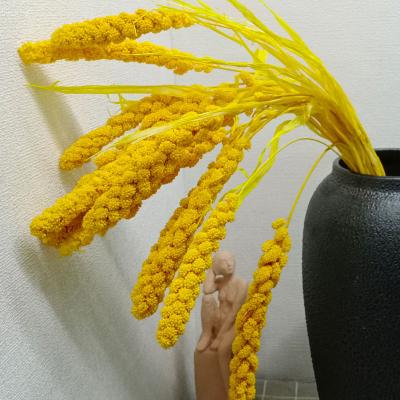 China 3hlink 2022 natural touch preserved rice dry highlander millet links natural millet spike millet bear grass wedding decoration for sale