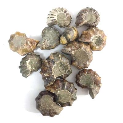 China China Stone High Quality Natural Rough Conch Fossil Mineral Specimen For Collection for sale