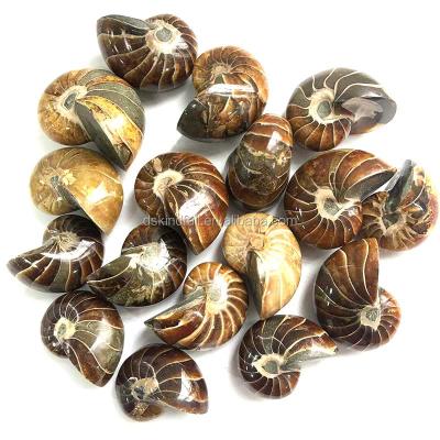 China Natural China Nautilus Conch Ammonite Shell Fossil For Sale for sale