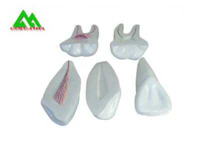 China PVC Plastic Soft Gum Teeth Model , Dental Models For Teaching CE ISO for sale